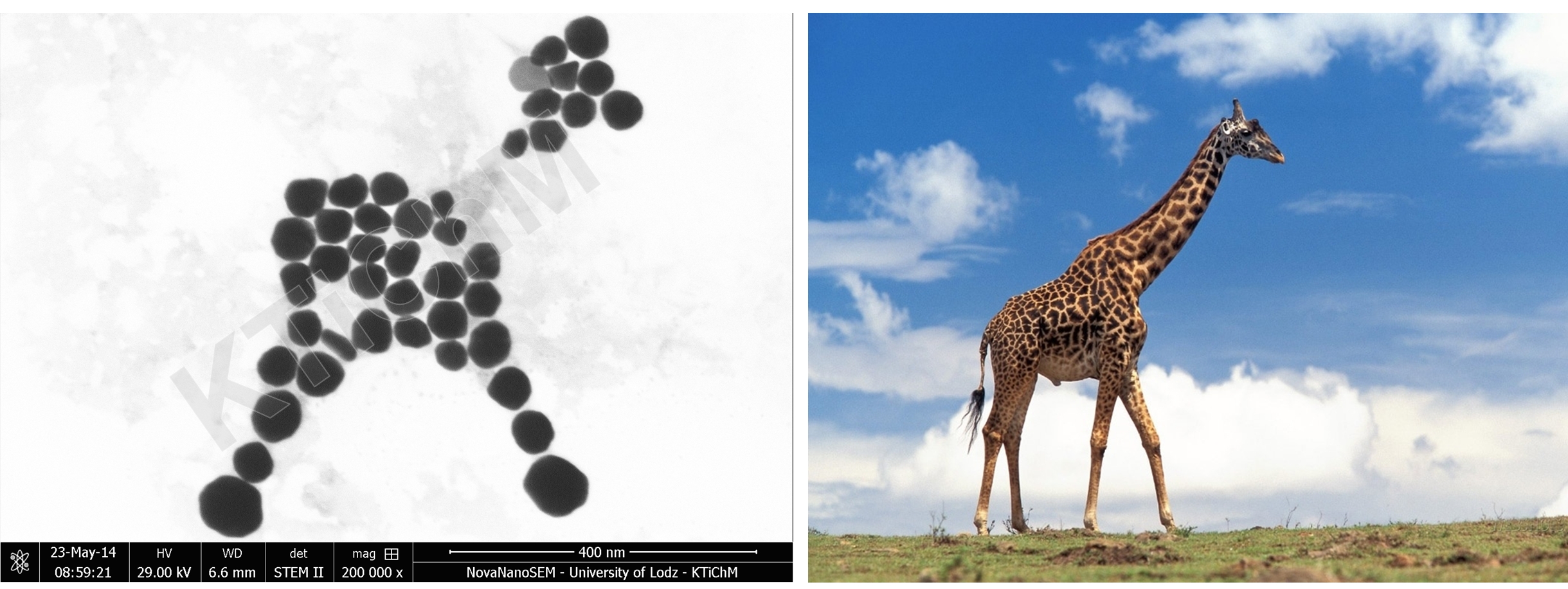 Gold nanoparticles modified with thioglycol
